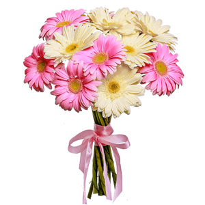 11 soft Gerberas with delivery Ryazan