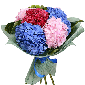 Bouquet of colorful hydrangeas with delivery Ryazan
