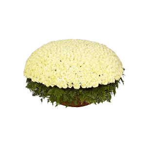 White rose 50 cm - 1301, Huge basket, Fern (1 pc.), Oasis