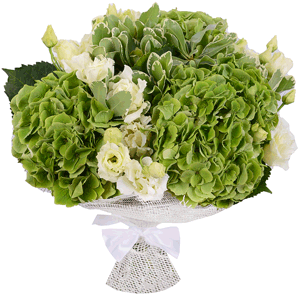 Green Hydrangea - 5, lisianthus - 7, Pittosporum, Jute 1 meter, Ribbon