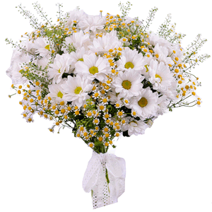 Chamomile - 19, Bacardi White Spray Chrysanthemum - 12, Green bell (1 pc.), Ribbon