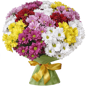 Bacardi White Spray Chrysanthemum - 6, Bacardi Pink Spray Chrysanthemum - 6, Bacardi Yellow Spray Chrysanthemum - 4, Bacardi Red Spray Chrysanthemum - 3, Felt, Ribbon