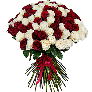 Bouquet of 101 red and white roses Ecuador Premium with delivery Ryazan