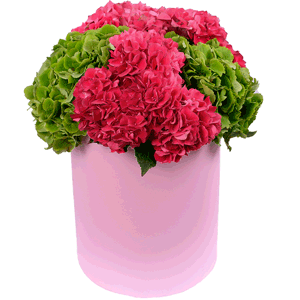 Hydrangeas in a hatbox with delivery Ryazan