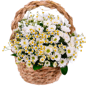 Basket of daises with delivery Ryazan