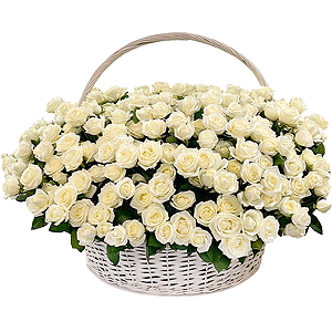 White rose 50 cm - 801, Huge basket, Oasis, Eucalyptus Cinerea, Ribbon
