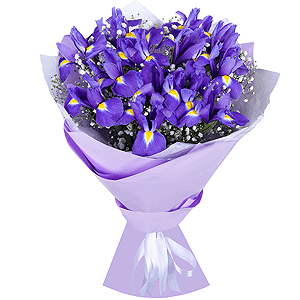 Irises - 17, Gypsophila - 2, Wrapping Paper