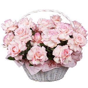 Rose Esperance - 39, Large Basket, Oasis, Pistachio, Wrapping Paper