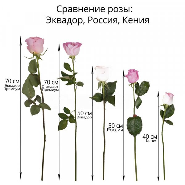 Red rose 70 cm Ecuador - 80, White rose 70 cm  (Ecuador) - 81, Ribbon
